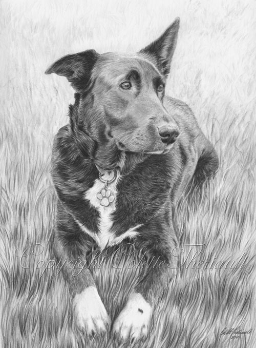 Border Collie Labrador mix Portrait