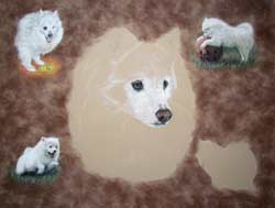American Eskimo portrait step 3