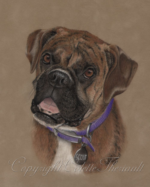 Brindle Boxer Painting in Pastel