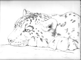 Snow leopard pencil sketch
