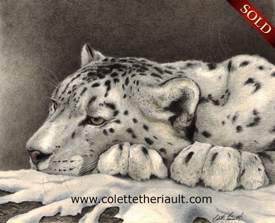 asian snow leopard drawing in pencil and charcoal