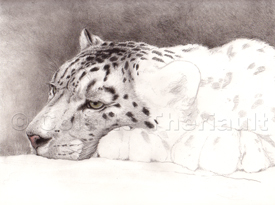 Snow leopard work in progress