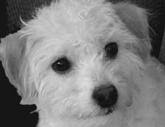 poodle reference photograph