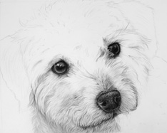 negative drawing fur