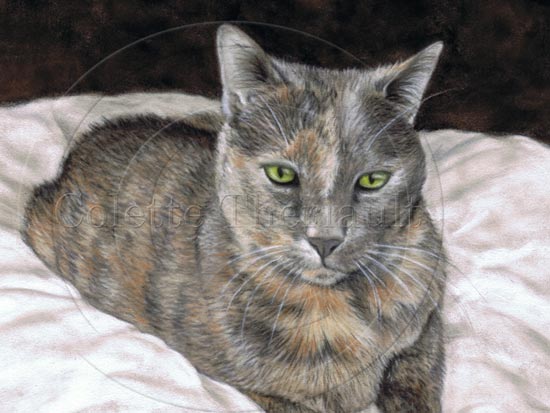 Tortoiseshell (dilute) cat painting by Colette Theriault