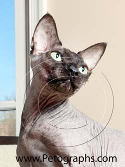 Sphynx cat mock image