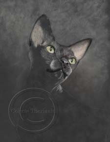 Sphynx cat portrait step 1