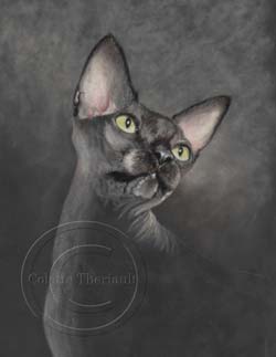 Sphynx cat portrait step 2