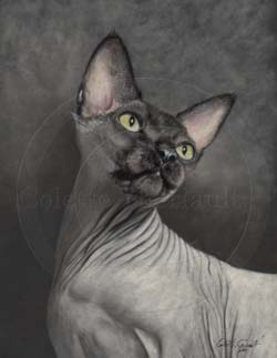 Sphynx cat portrait step 4