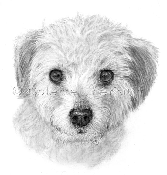 Poodle Terrier  mix pencil drawing