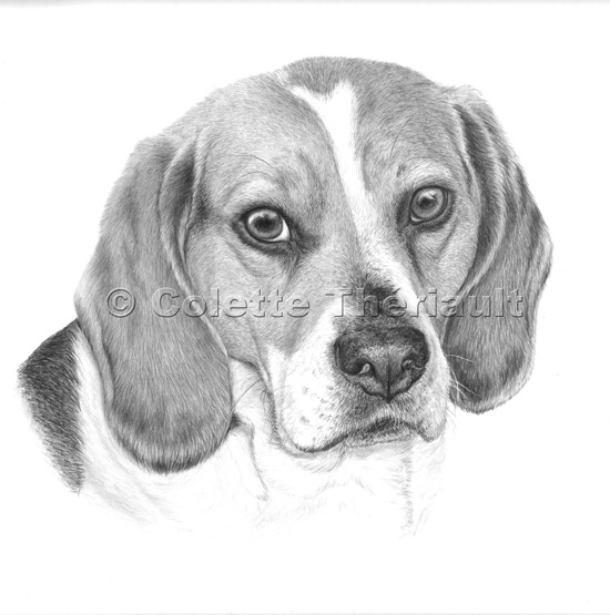 Beagle dog drawing