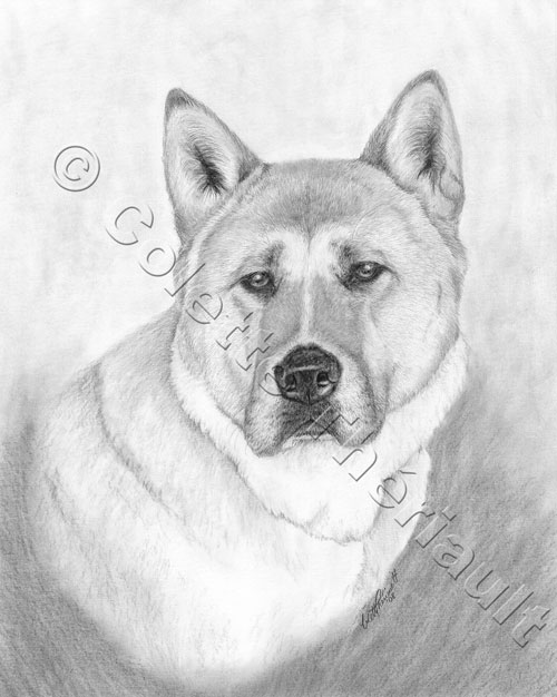 Japanese Akita Pencil Drawing-Pet Portrait