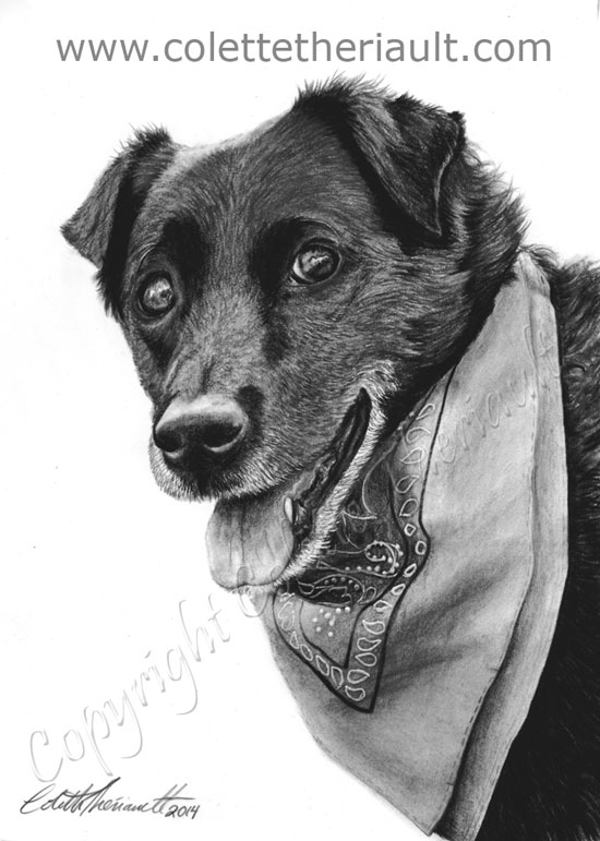 Black Labrador pet portrait pencil drawing in charcoal and graphite