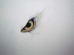 step 1 bald eagle painting