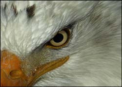 bald eagle portrait