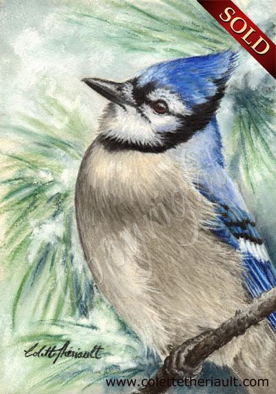 Blue Jay Painting in Pastel by Canadian Wildilfe Artist Colette Theriault