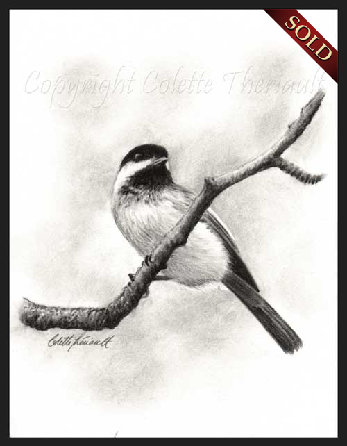 black capped chickadee charcoal drawing