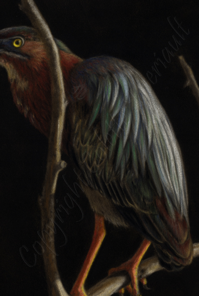 details of green heron bird painting in pastel by Colette Theriault