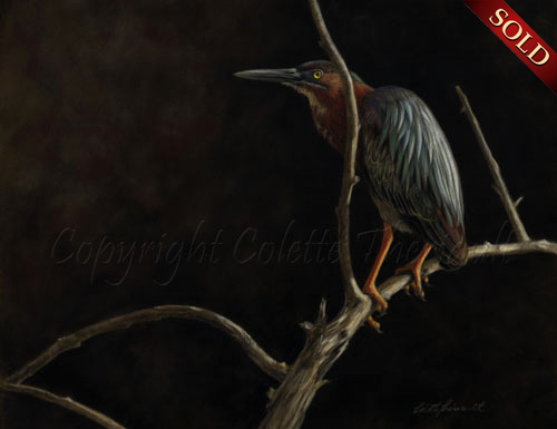 green heron painting in pastel by Colette Theriault
