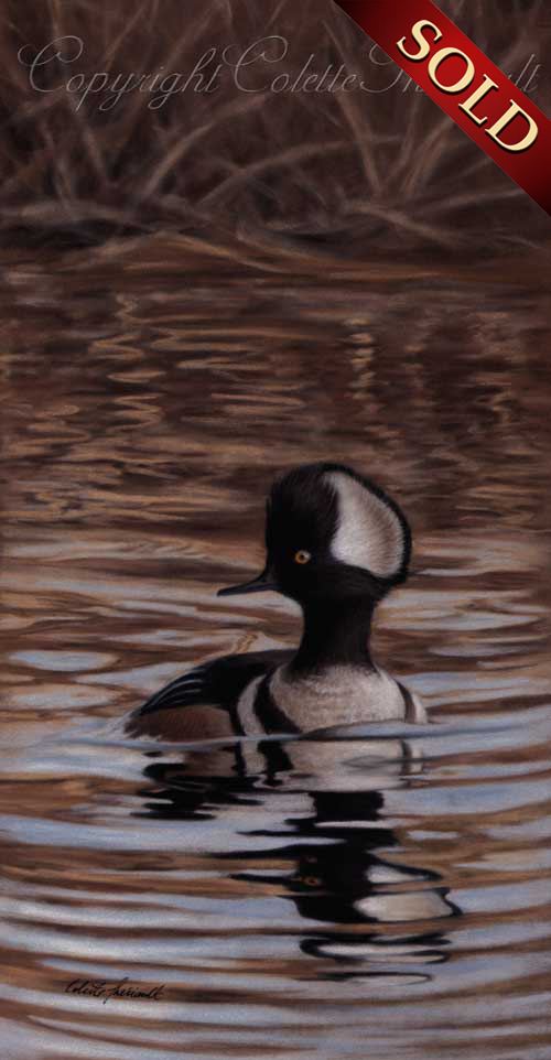 Hooded Merganser Painting in Pastel