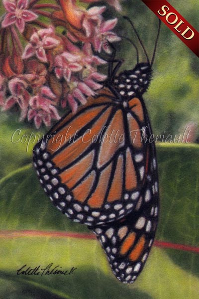 Monarch butterfly on common milkweed floral painting by Colette Theriault