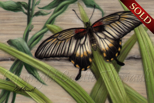 Great Mormon Butterfly female painting in pastel