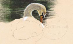 Step 1 swan drawing progress