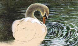 Step 3 swan drawing progress