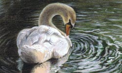 Step 4 swan drawing progress