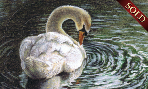 Mute swan drawing artwork by Colette Theriault
