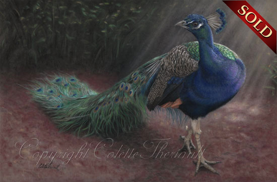 Peacock pastel painting