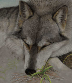 step 5 wolf painting