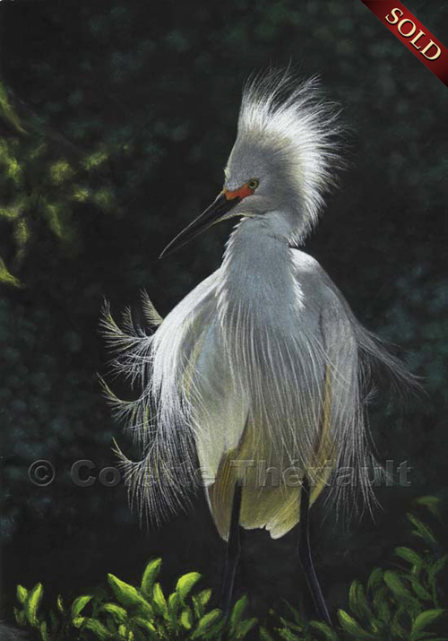 Snowy Egret pastel painting
