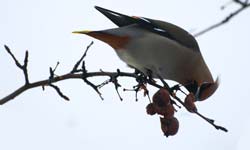 Bohemian waxwing reference photograph