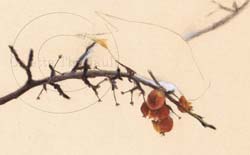 Step 1 Bird Drawing demo