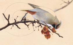 Step 2 Bird Drawing demo