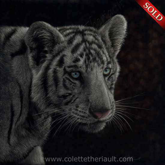 White tiger cub painting in pastel by Canadian animal artist Colette Theriault